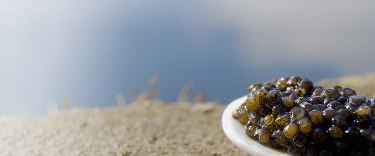 Beluga Caviar – Attilus Kaviar S